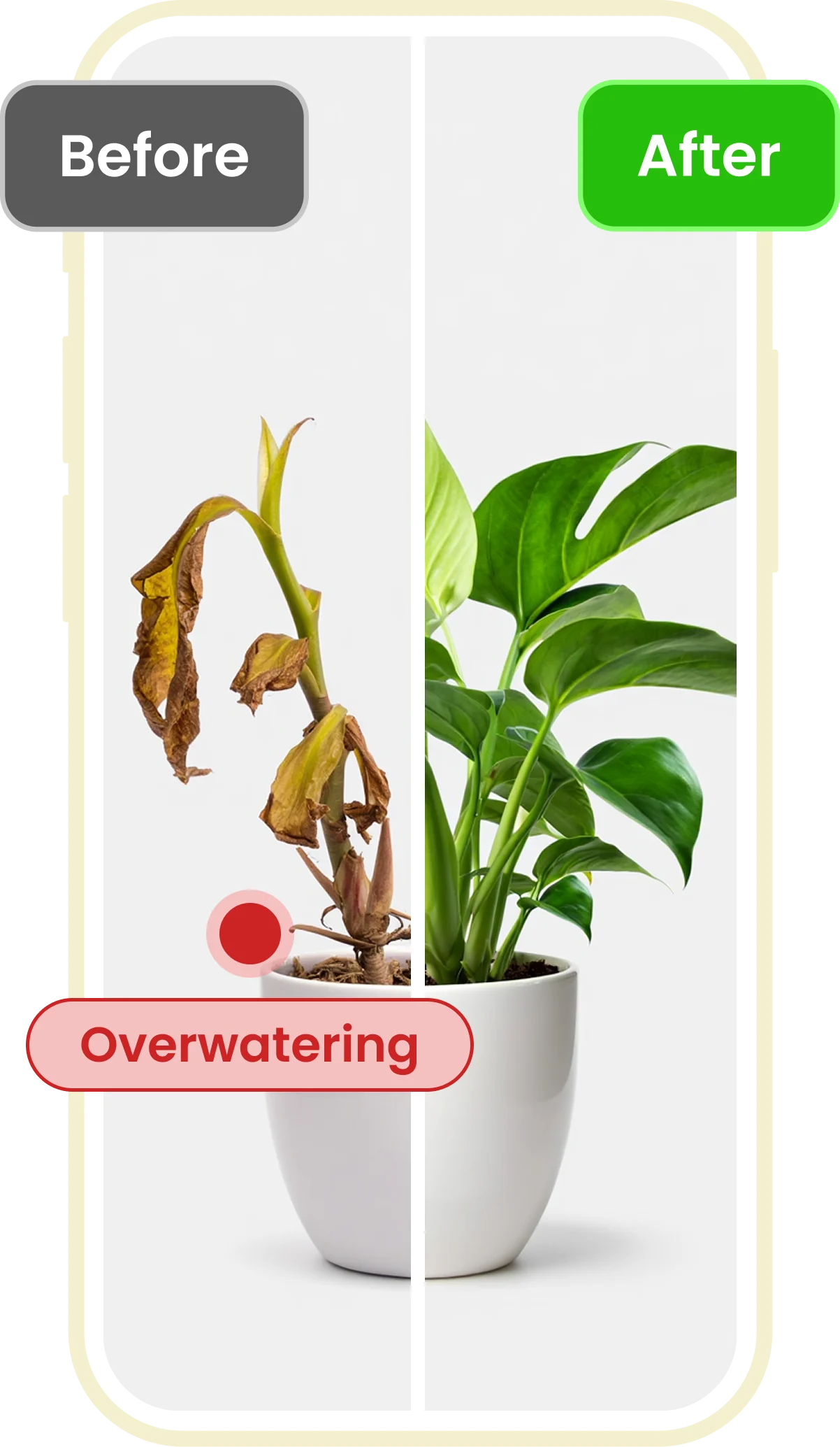 Plant disease diagnosis and recovery preview in the Plant ID app