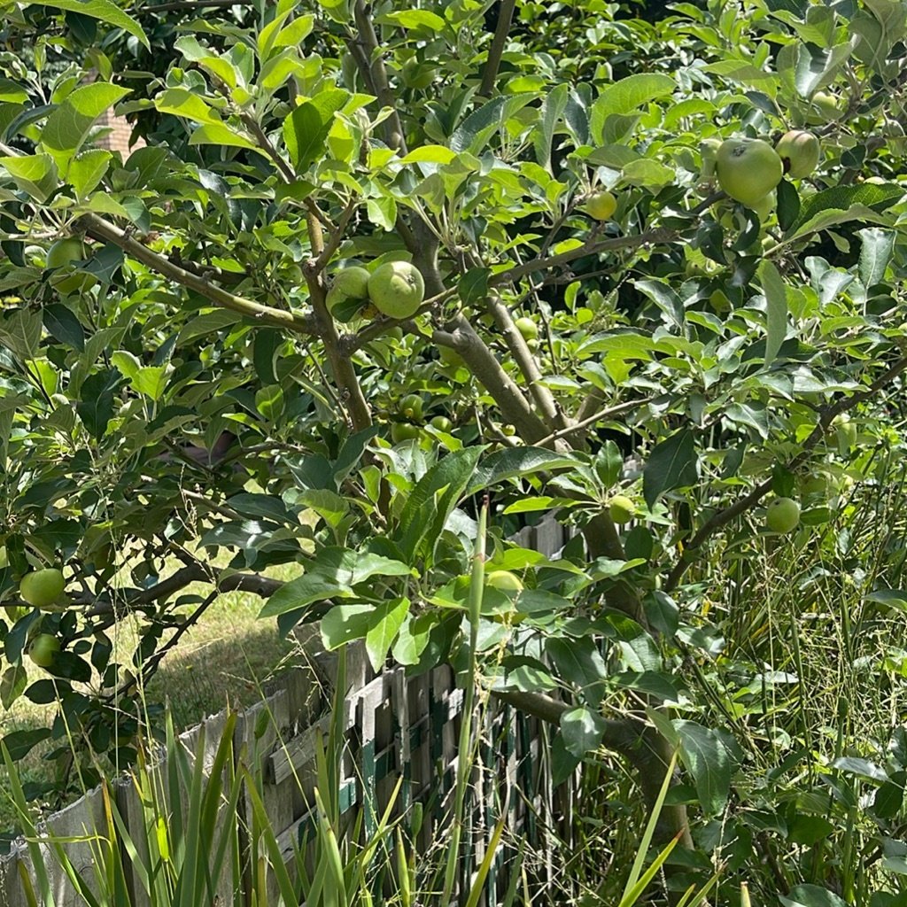 Apple Tree