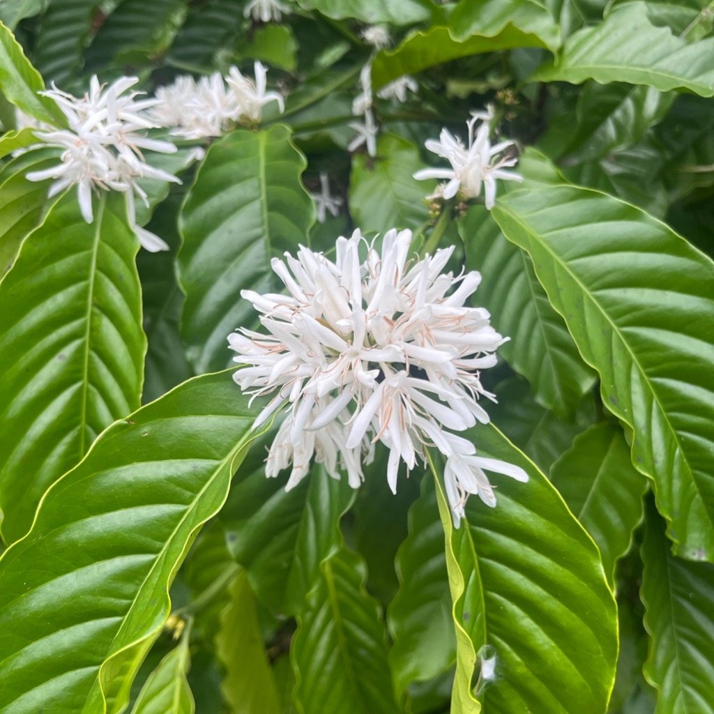 Arabica Coffee