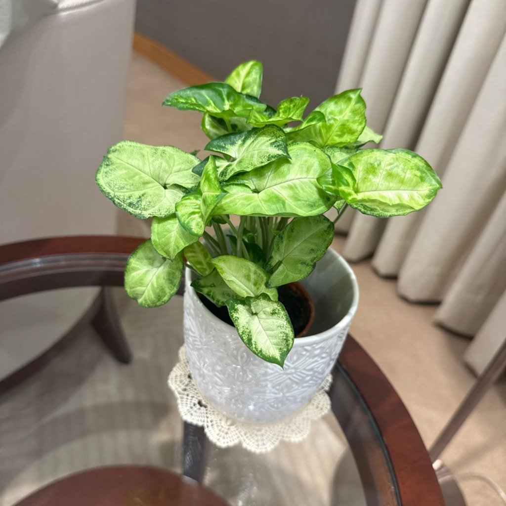 Arrowhead Plant