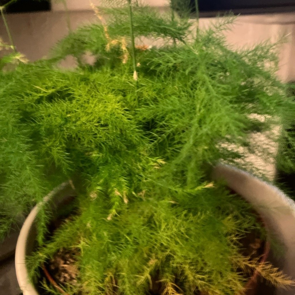 Asparagus fern