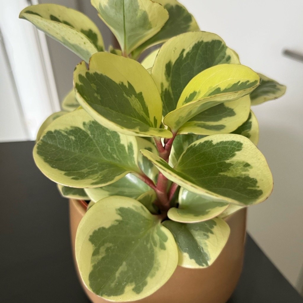 Baby Rubber Plant
