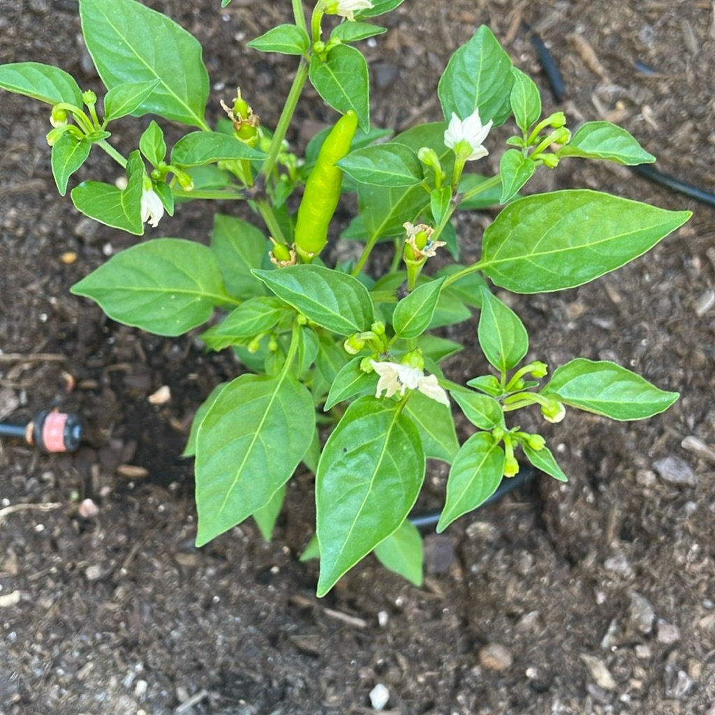 Bell Pepper