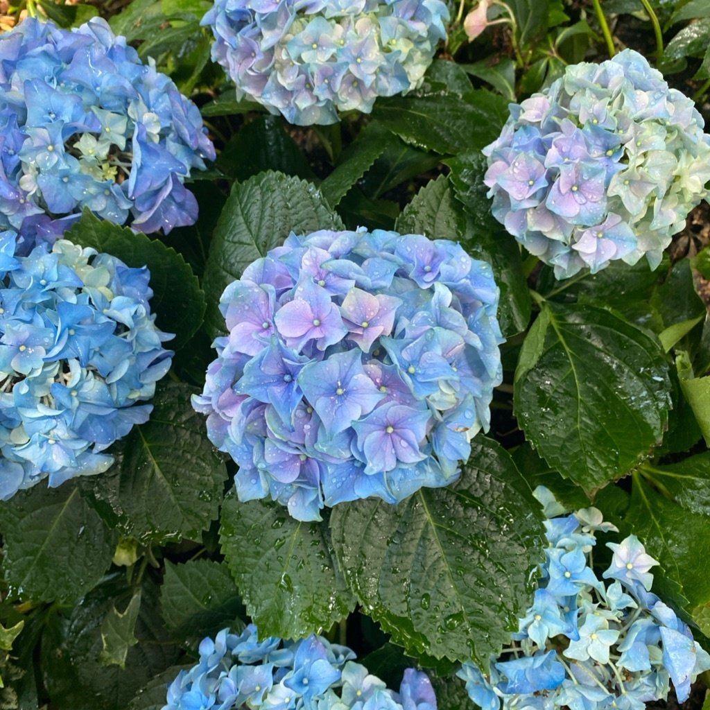 Bigleaf hydrangea