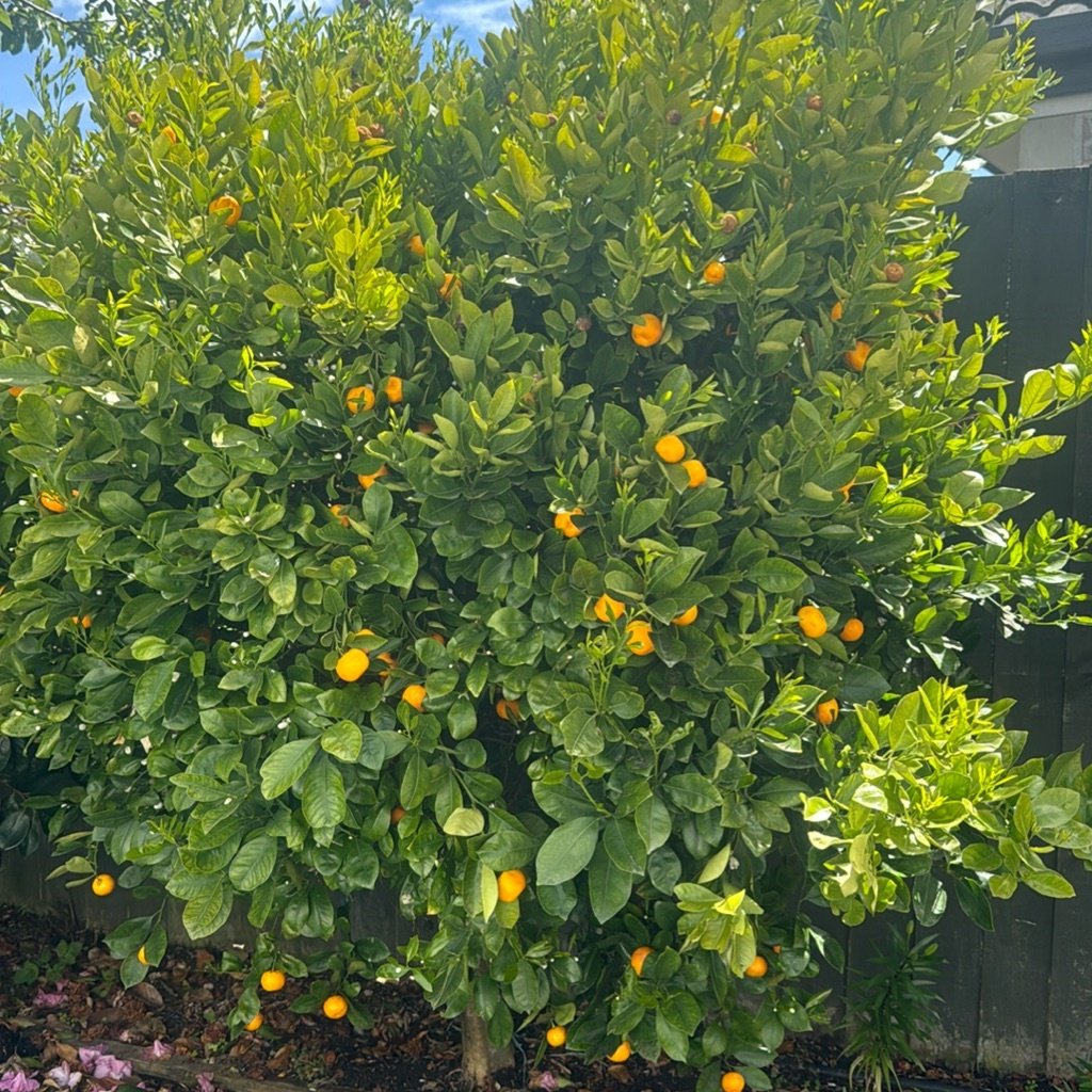Bitter orange