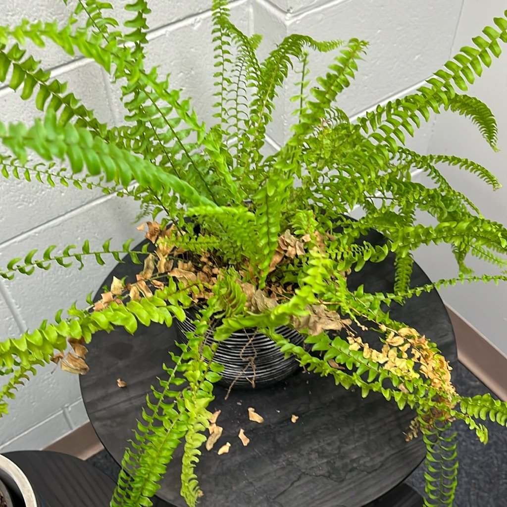 Boston Fern