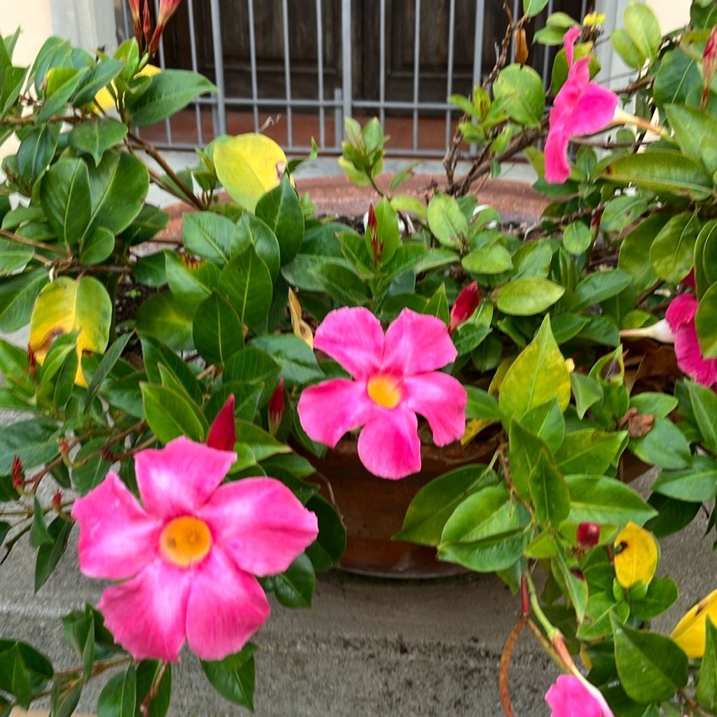 Brazilian Jasmine