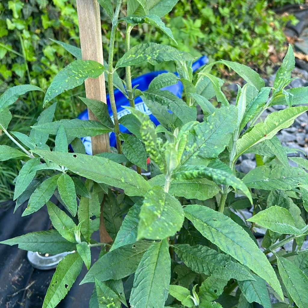 Butterfly Bush