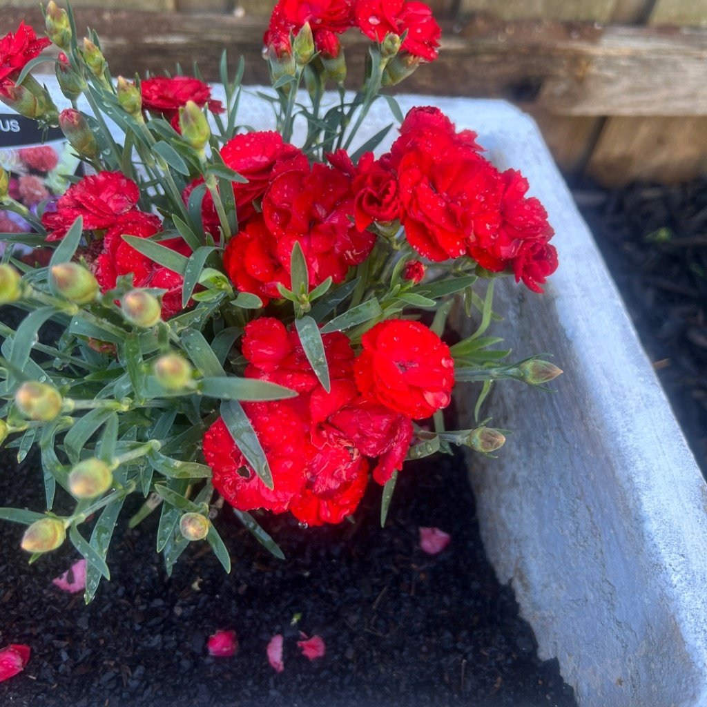 Carnation