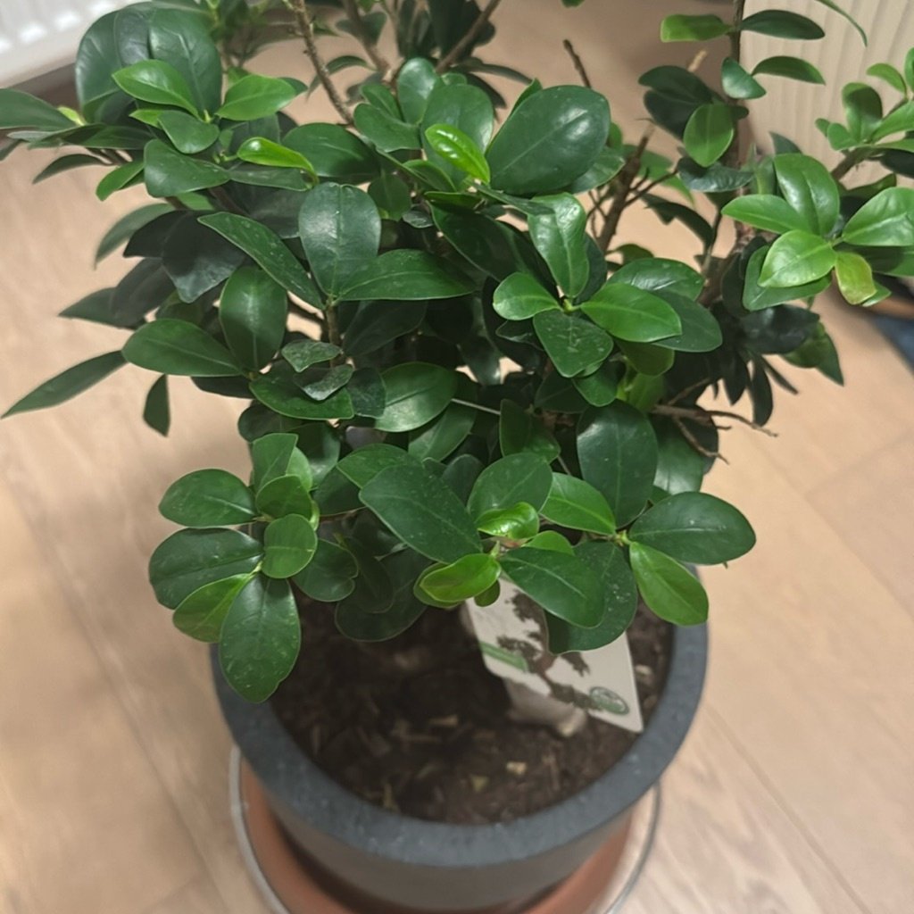 Chinese Banyan