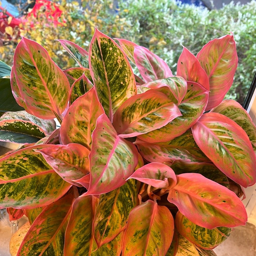 Chinese Evergreen