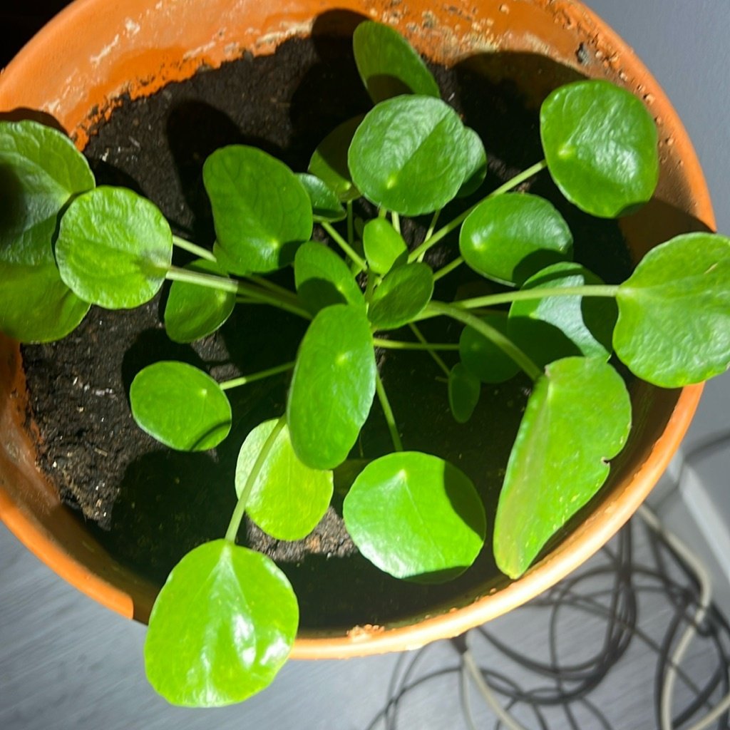 Chinese Money Plant