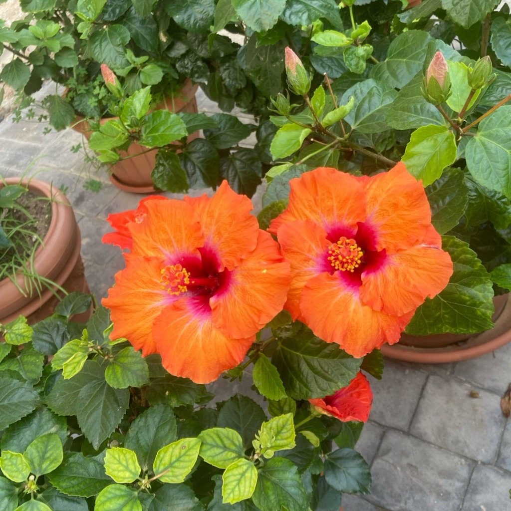 Chinese hibiscus