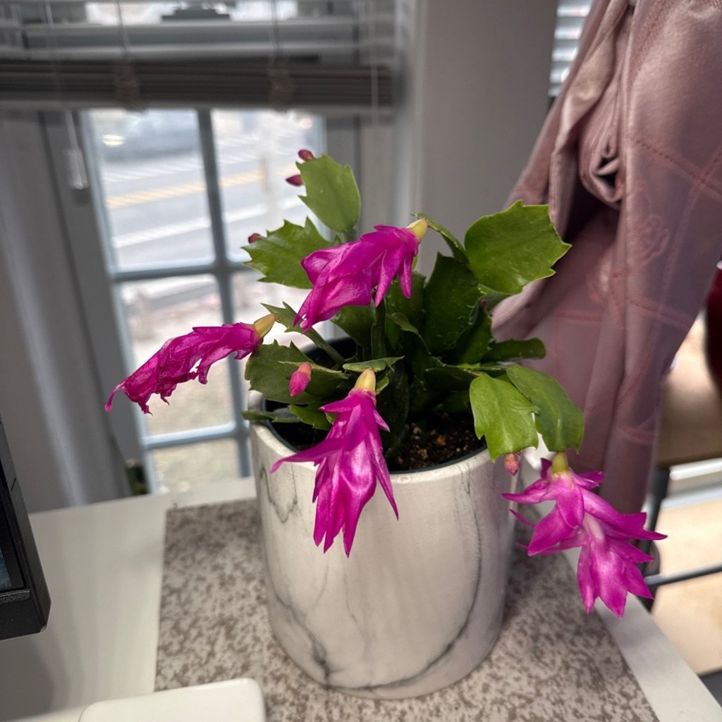 Christmas Cactus