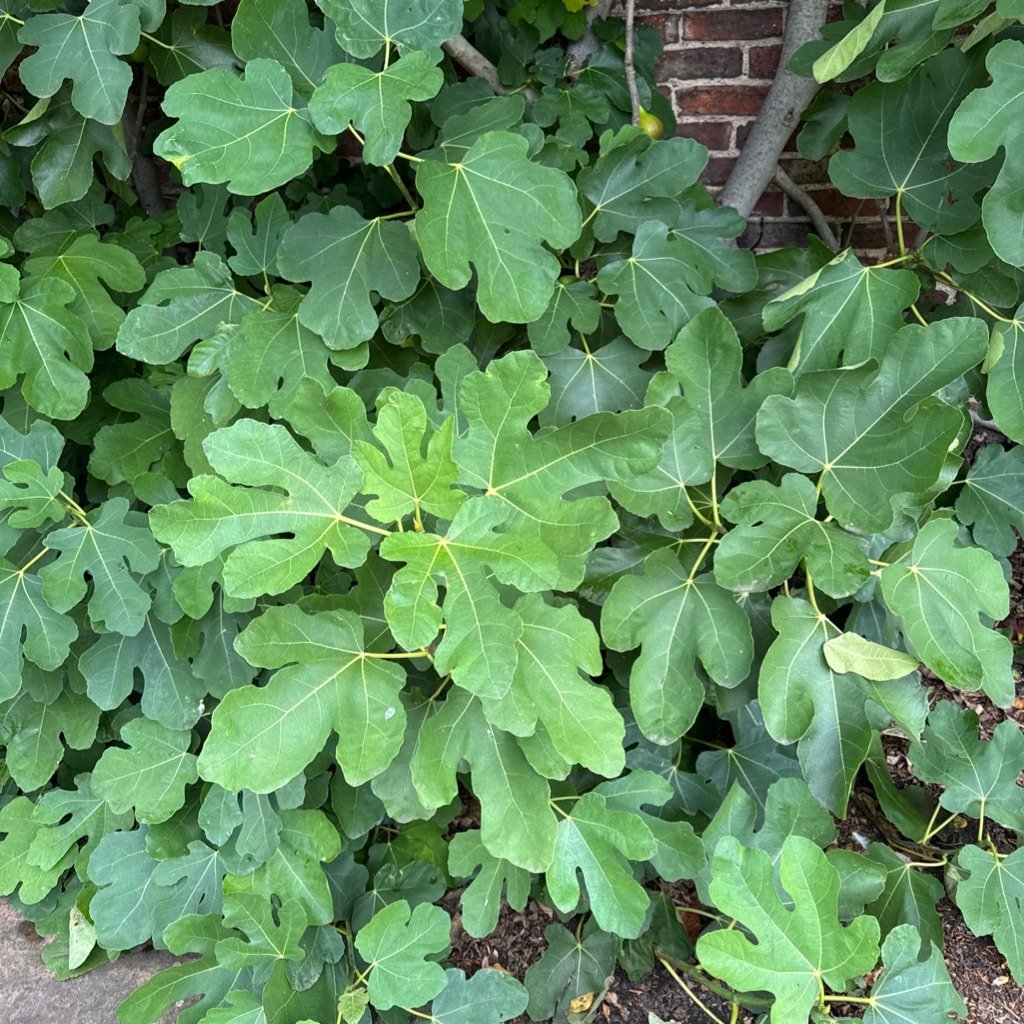 Common Fig