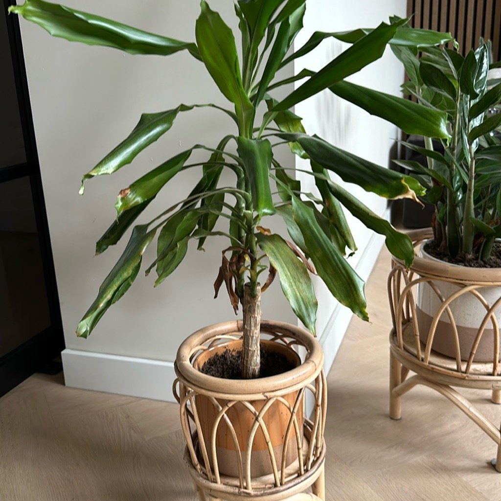 Corn Plant