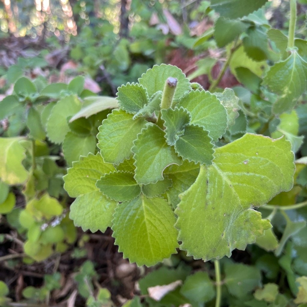 Cuban Oregano