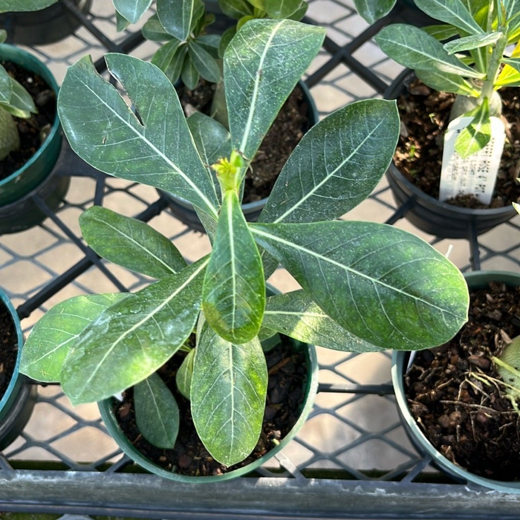Desert Rose