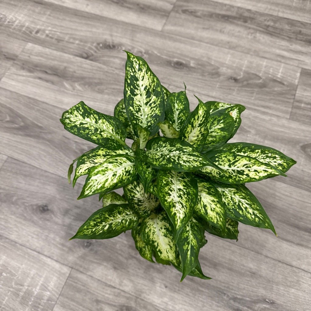 Dumb Cane