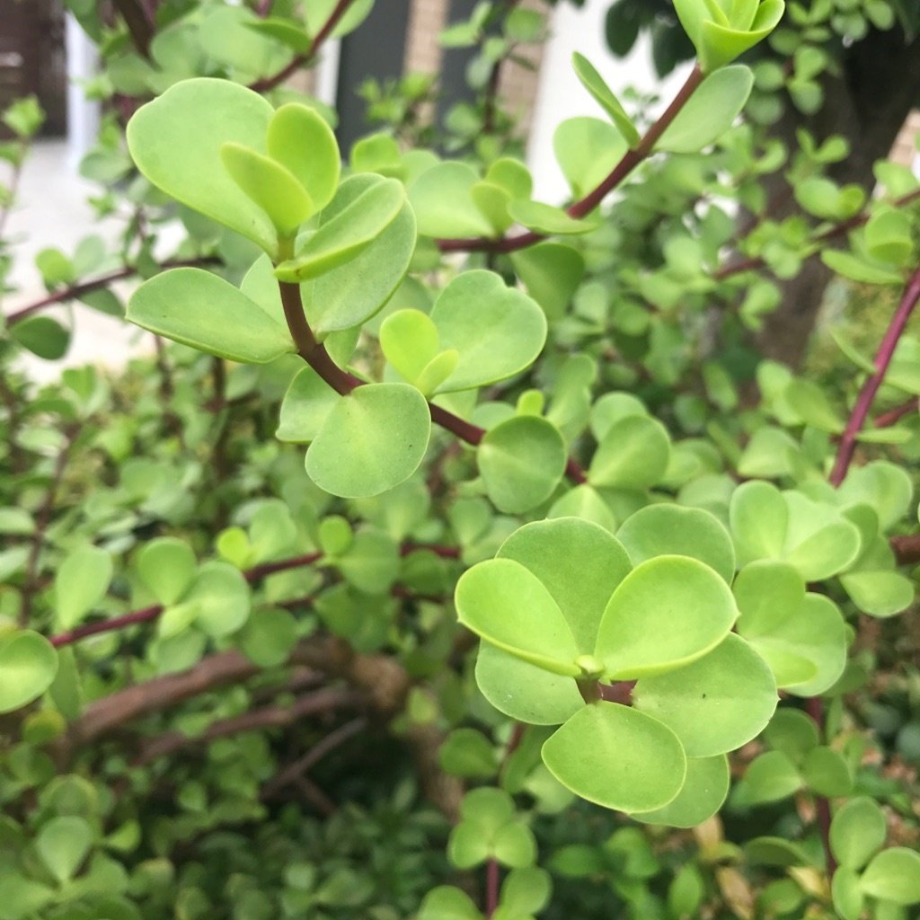 Elephant Bush