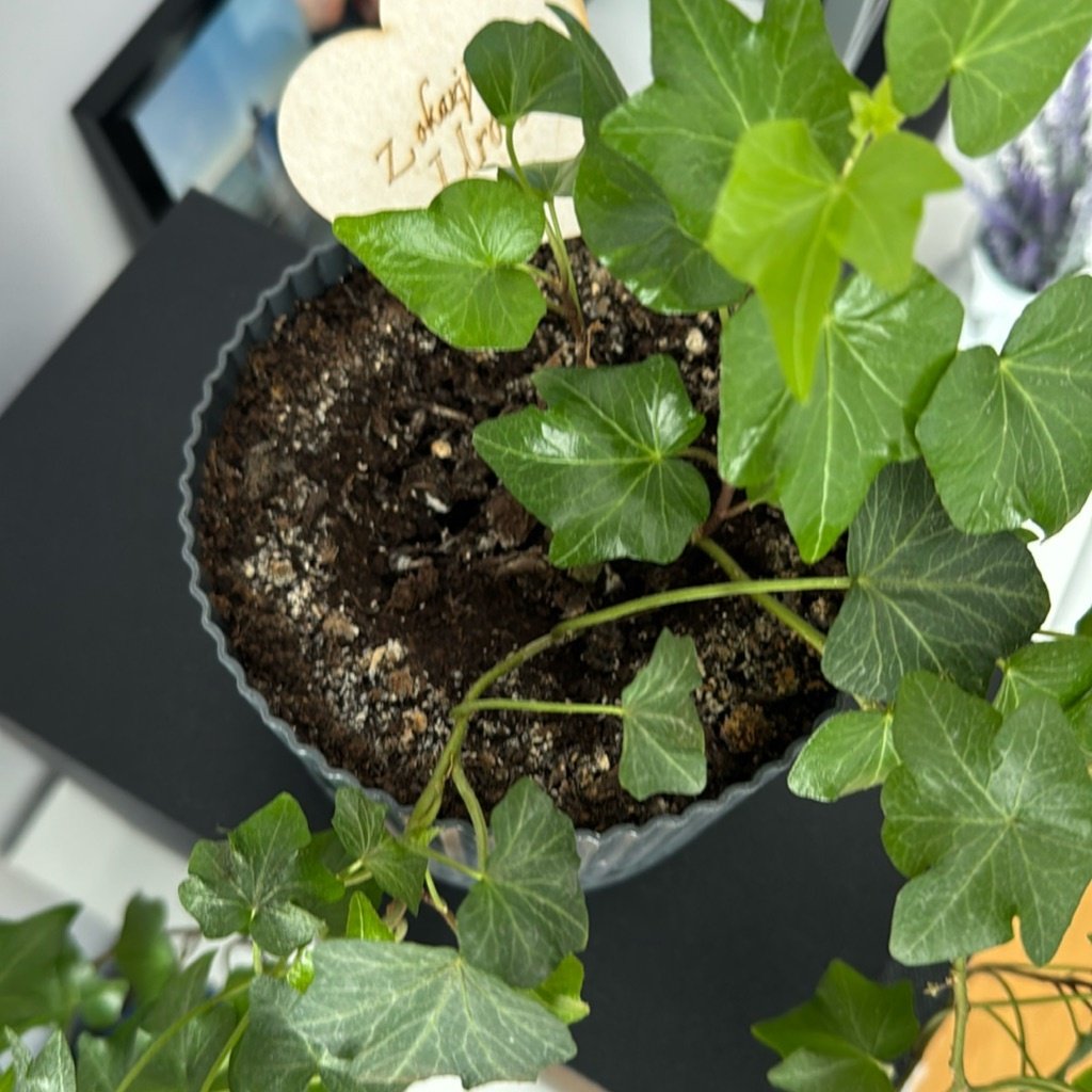 English ivy