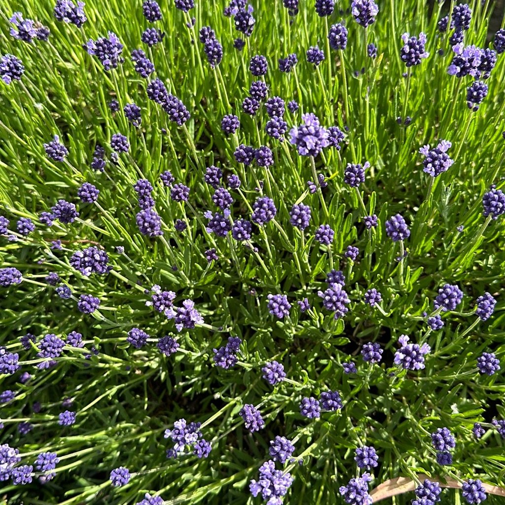 English lavender