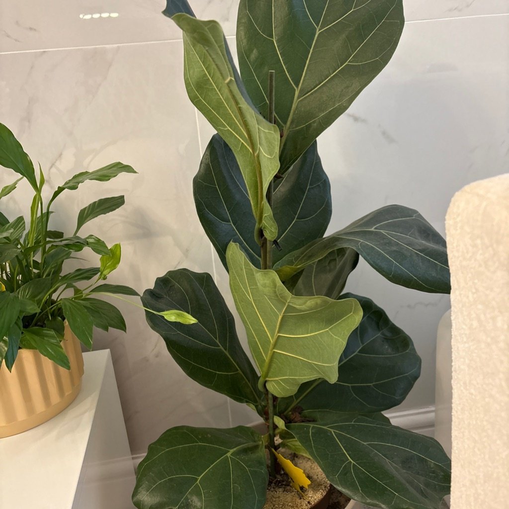 Fiddle Leaf Fig