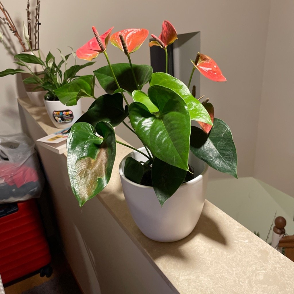 Flamingo Lily