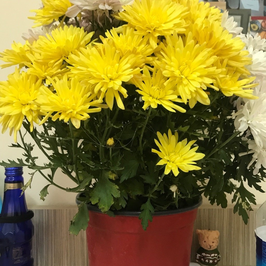 Florist’s Chrysanthemum