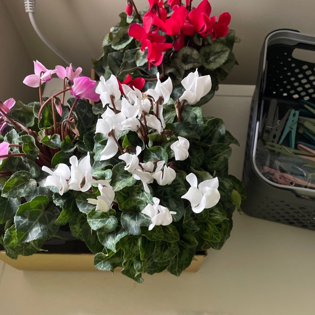 Florist’s Cyclamen
