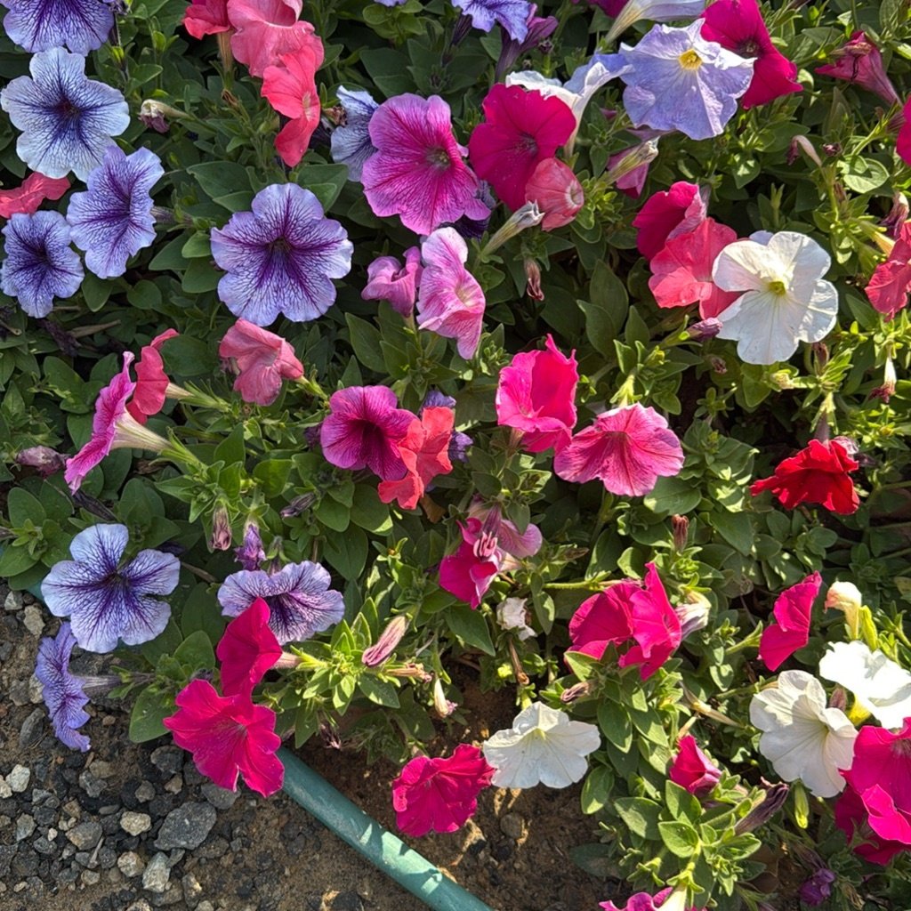 Garden Petunia