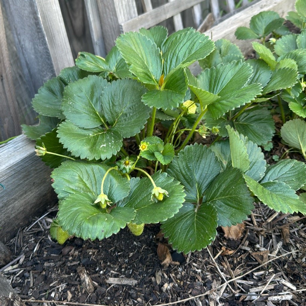 Garden Strawberry