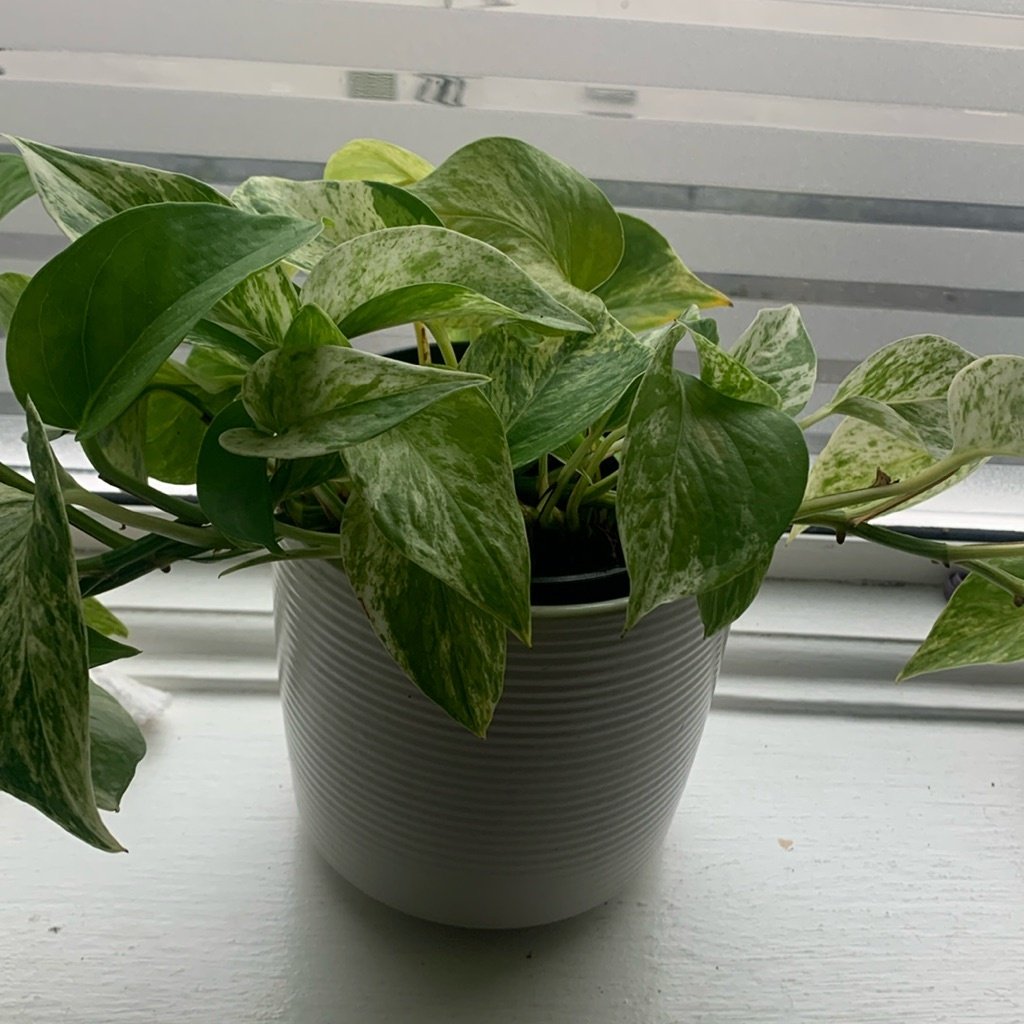 Golden Pothos
