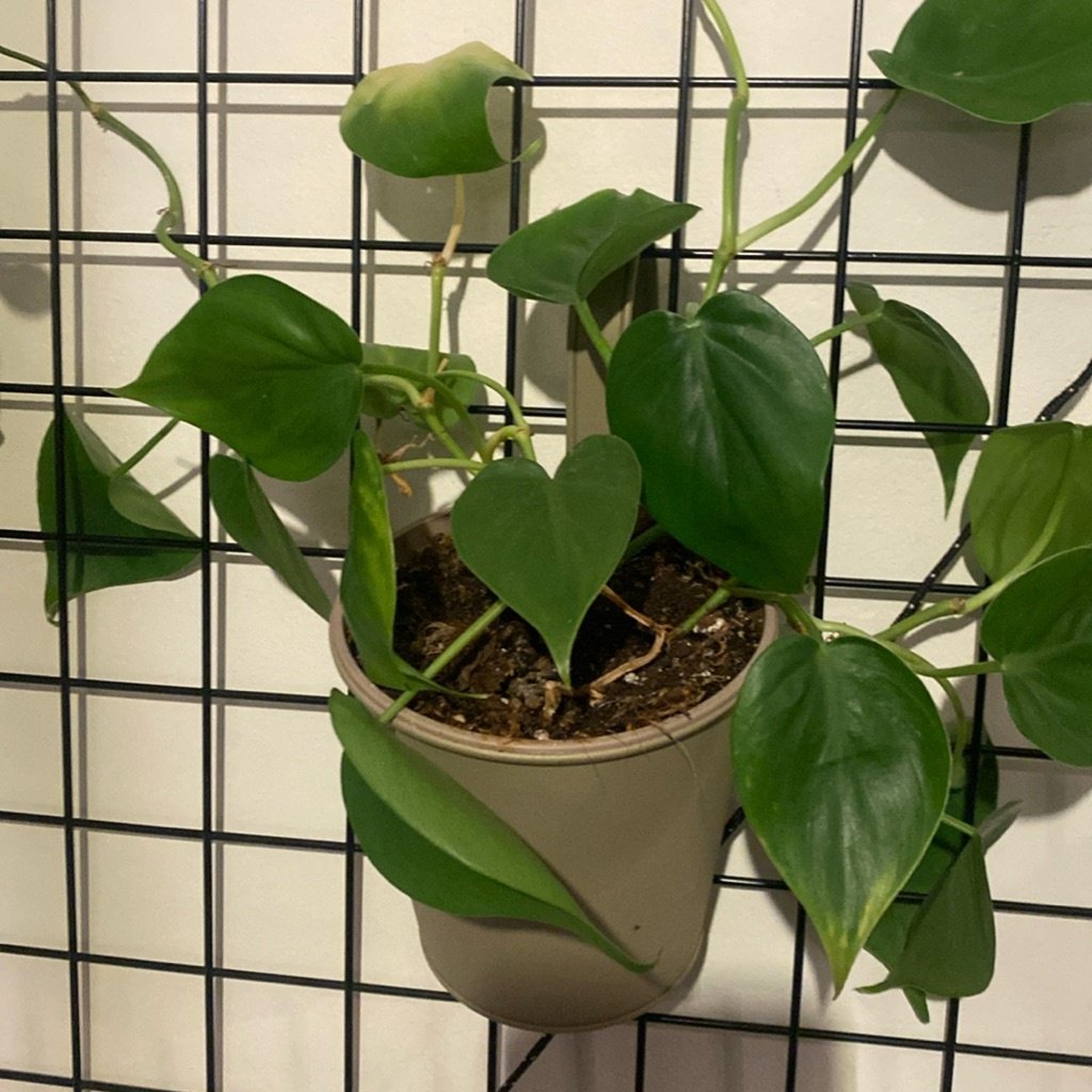 Heartleaf Philodendron