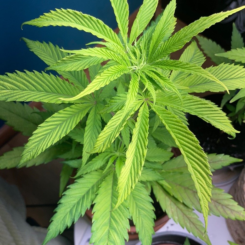 Hemp