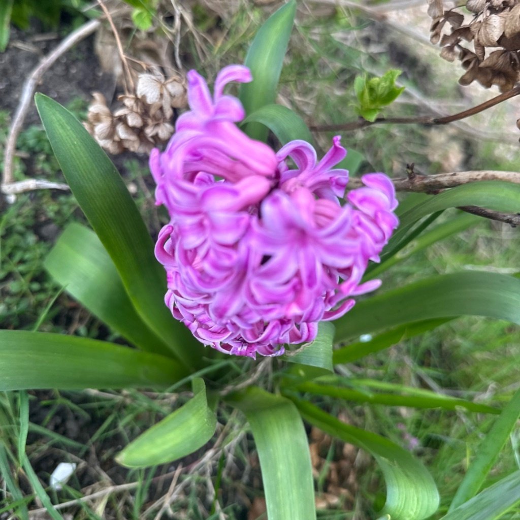 Hyacinth
