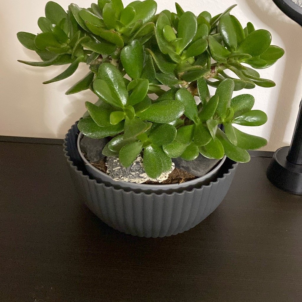 Jade Plant