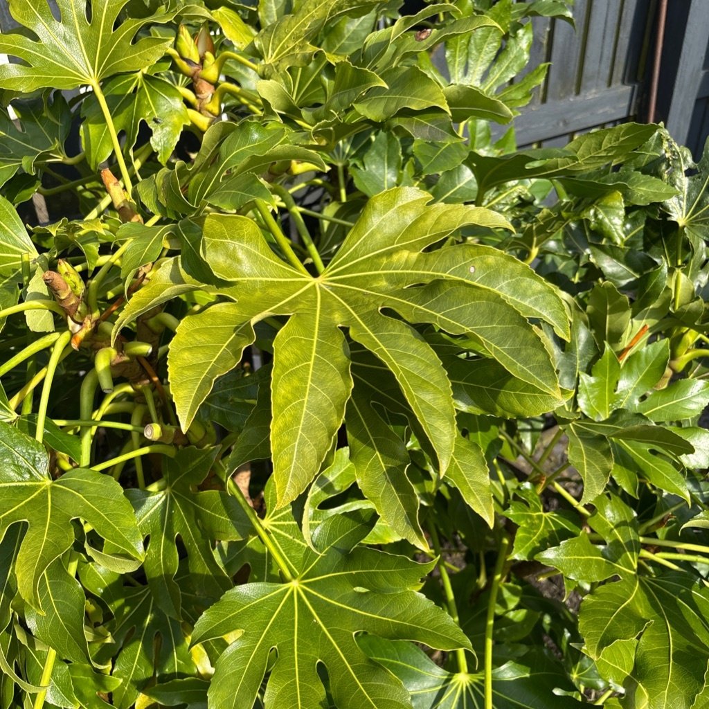 Japanese Aralia