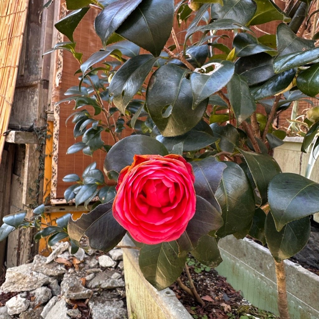 Japanese Camellia