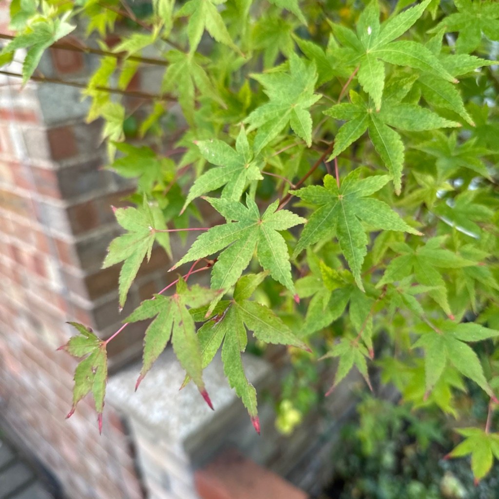 Japanese Maple
