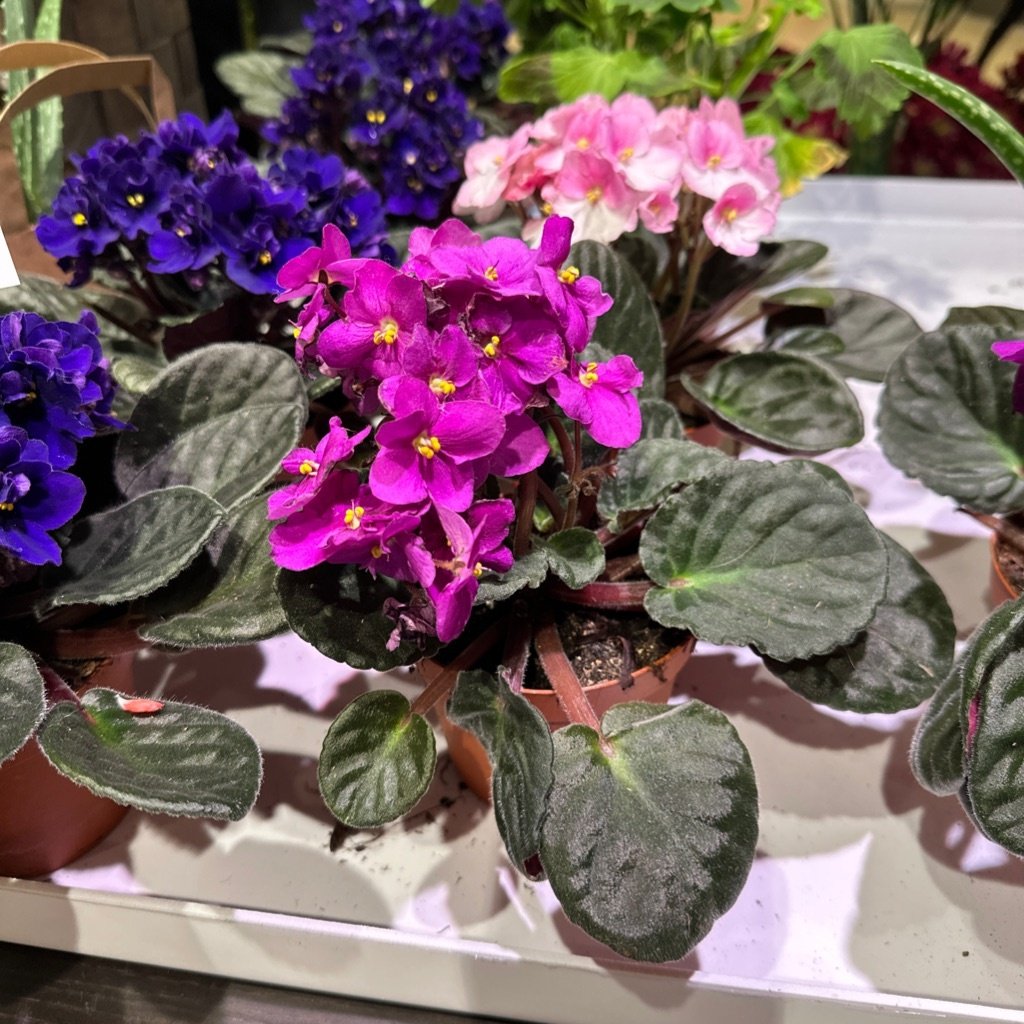 Ladyslipper Streptocarpus