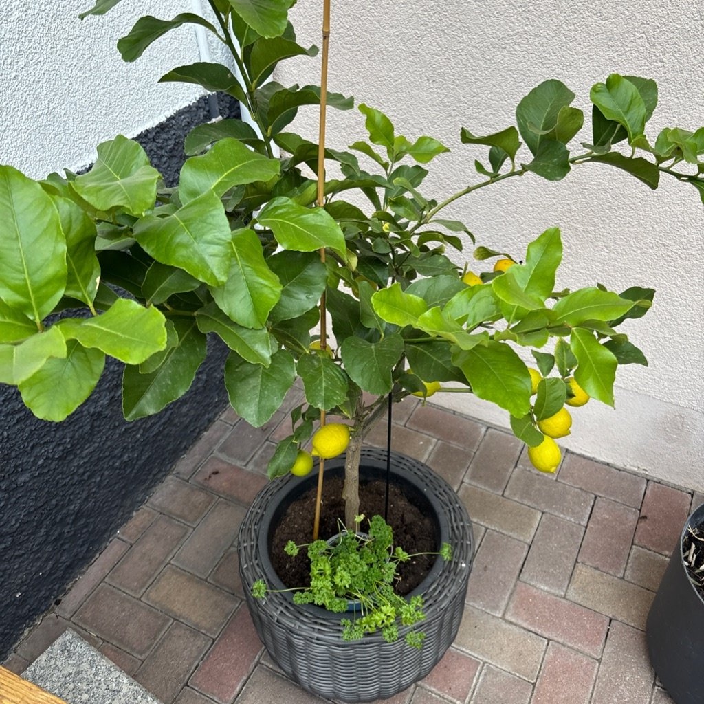 Lemon