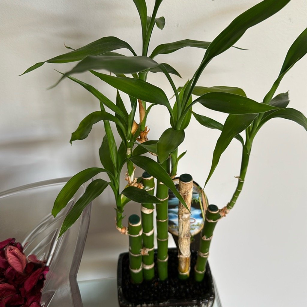 Lucky Bamboo