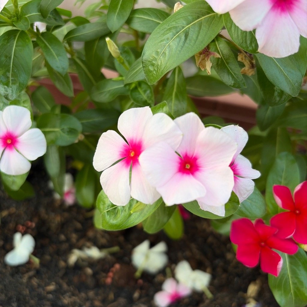 Madagascar periwinkle