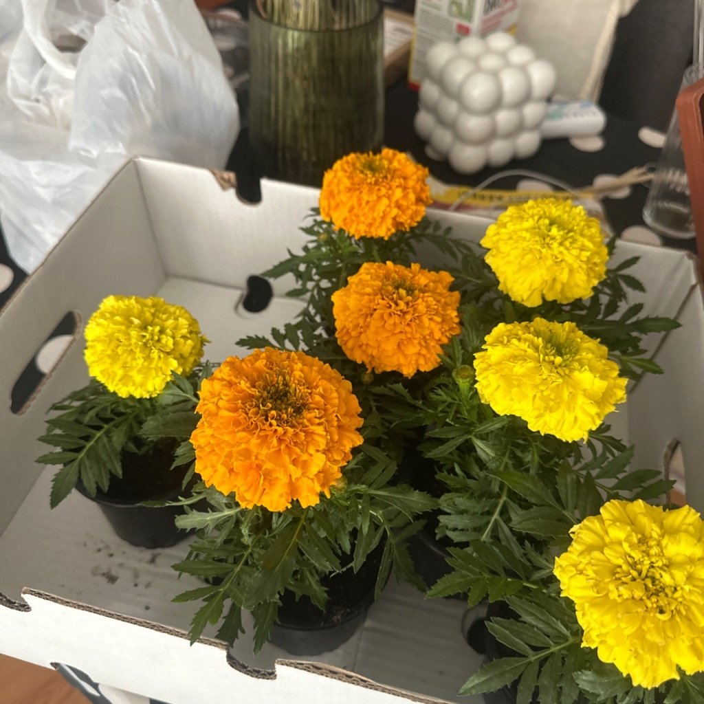 Mexican marigold