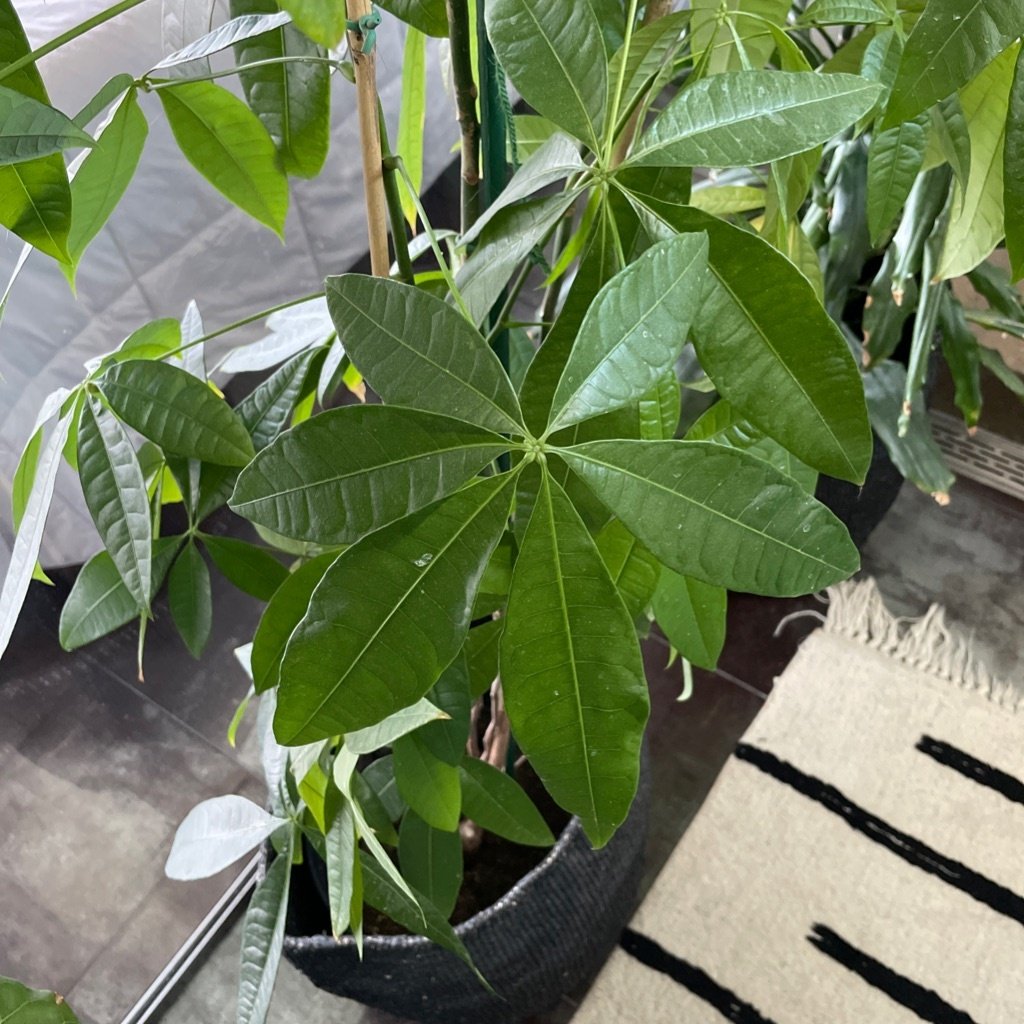 Money Tree