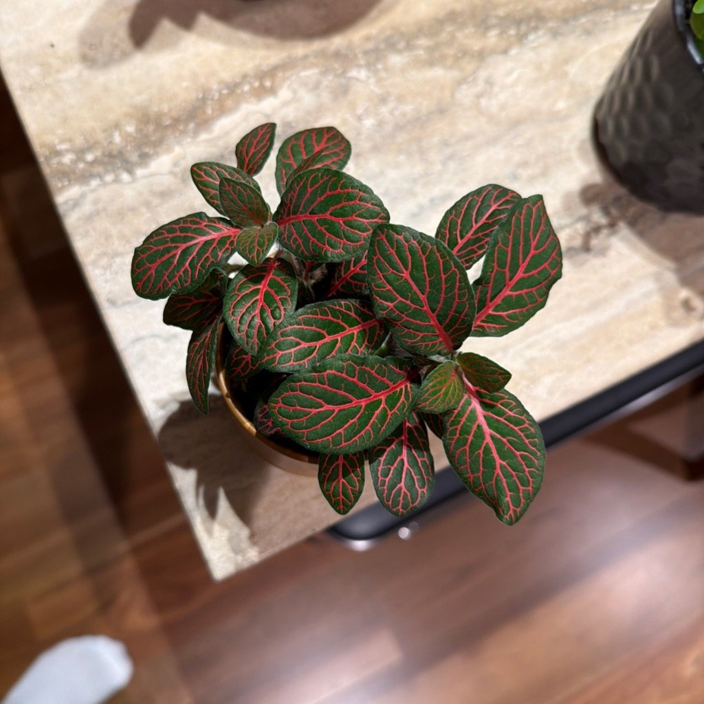 Nerve Plant