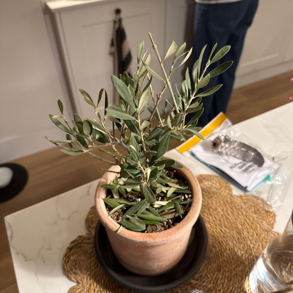 Olive Tree