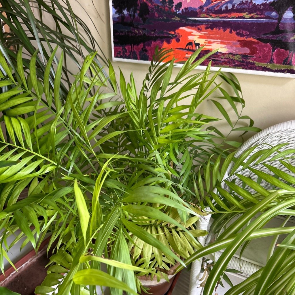 Parlor Palm