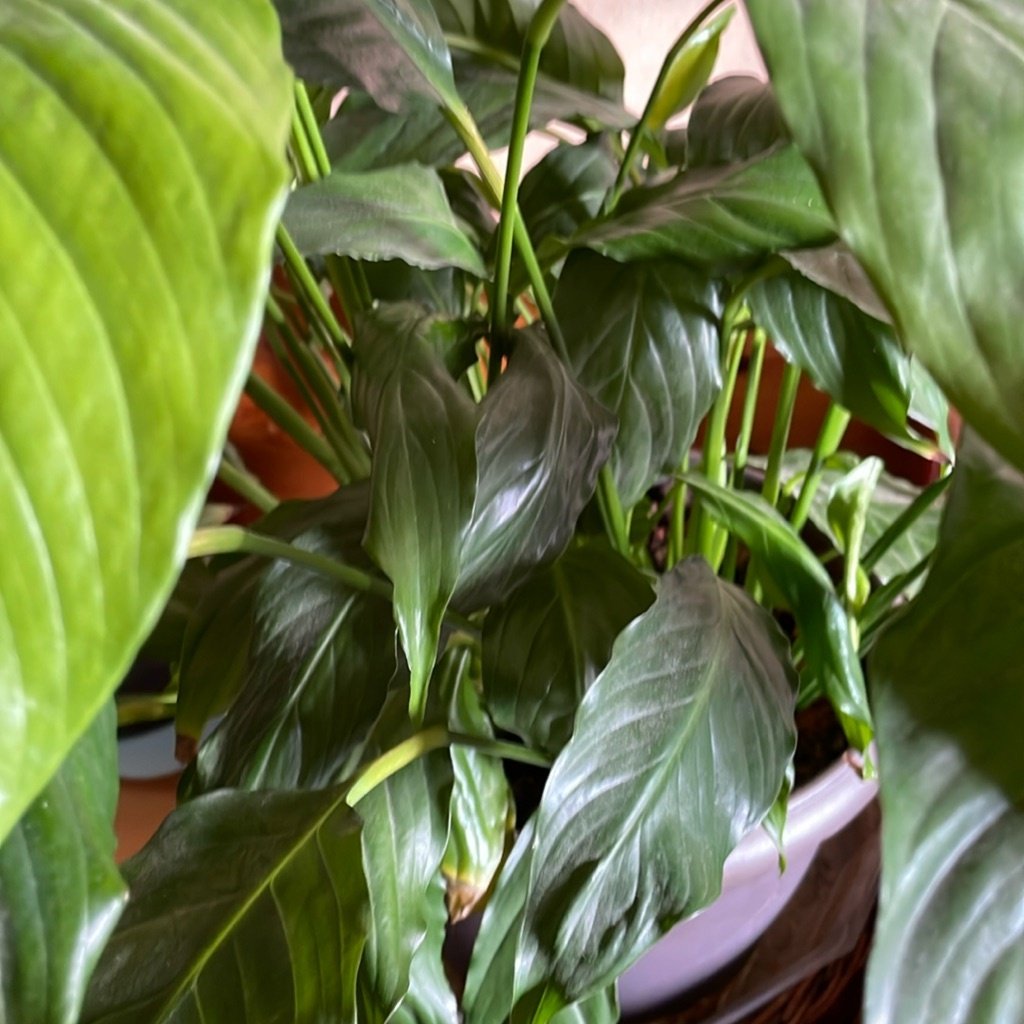 Peace Lily
